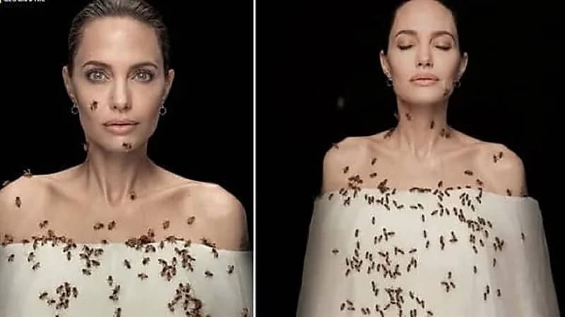 شاهد.. أنجلينا جولي تمتنع عن الاستحمام بسبب النحل