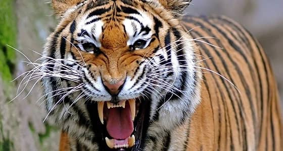 نمر مفترس يثير ذعر المدعوين في حفل زفاف هندي