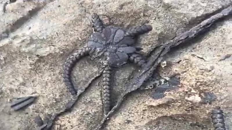 مواطن يعثر على أحافير بحرية قديمة خلال نزهة بجازان