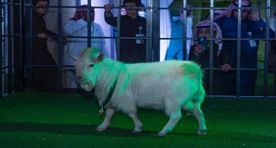 سلالات نادرة من " الماعز القزم " تشارك في مهرجان الأغنام ببريدة