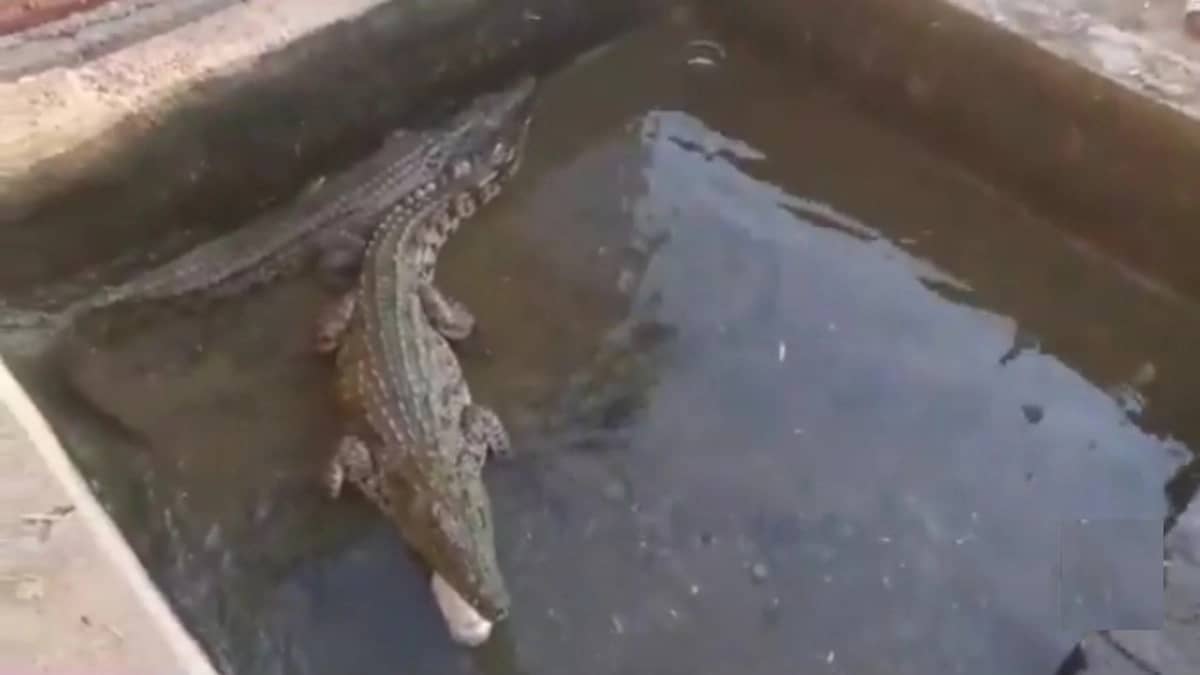 بالفيديو.. قصة مواطن يربي تماسيح في جازان