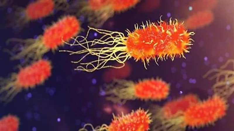 زيادة عدد الإصابات ببكتريا نادرة آكلة للحوم في فلوريدا