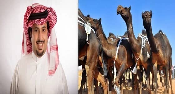 بالفيديو.. بعد إعلانه المشاركة في منافسات الإبل.. مالك منقية المجاهيم يتحدى آل الشيخ
