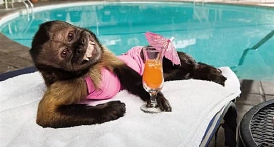 بالصور.. القردة المليونيرة تشعل مواقع التوصل