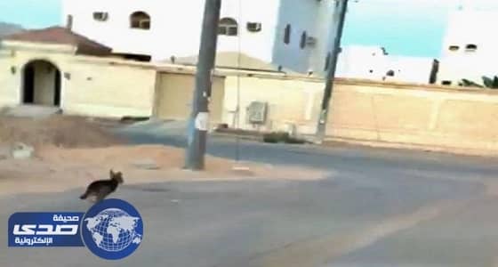 بالفيديو.. مطاردة شابين لذئب شارد بسكاكا في الجوف