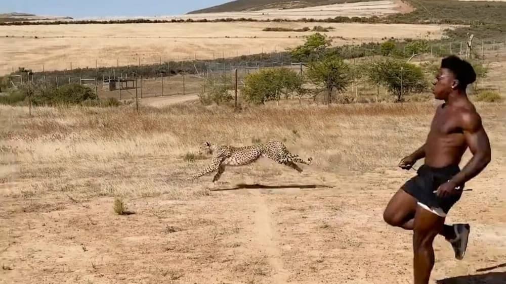 سبيد يخوض سباقًا مثيرًا مع أسرع حيوان على الأرض.. فيديو
