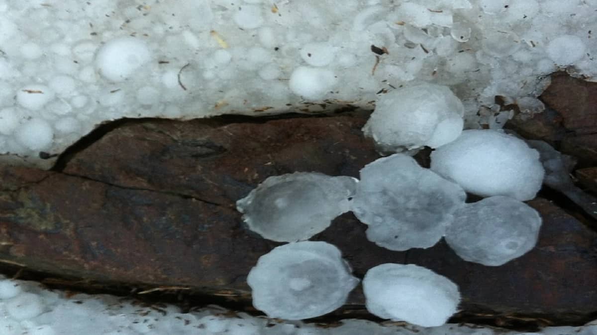 المسند يوضح الفرق بين "الثلج" والبرد"