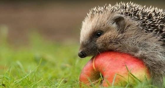 السلمي: يجوز أكل القنفذ و " أم سويد "