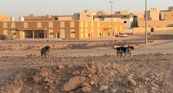 بالفيديو..تفاصيل مؤلمة يرويها والد الطفل الذي قتلته الكلاب الضالة بعرعر