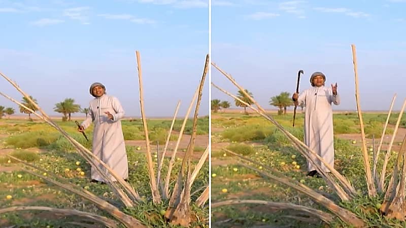 سبب إطلاق العرب القدماء اسم الأحيمر على الربيع.. فيديو