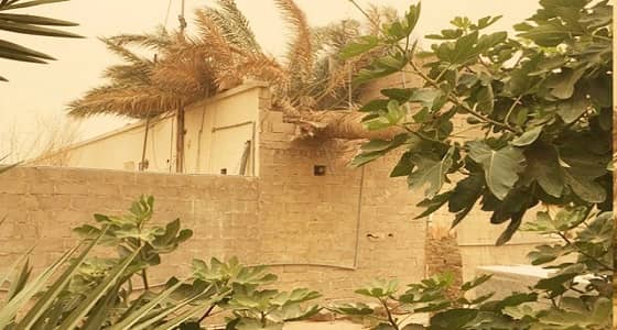 بالفيديو والصور.. " هبوب " تقتلع أشجار النخيل جنوب حائل