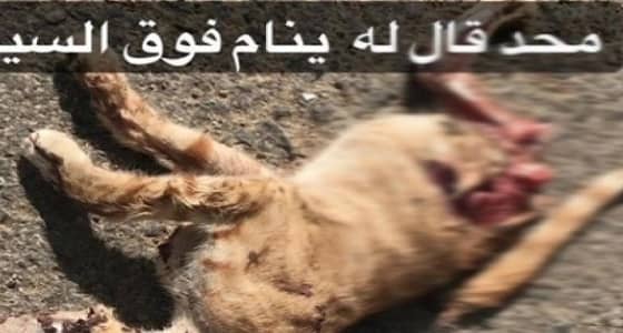 بعد تداول صورة لقطة مقتولة بوحشية.. عودة " سفاح القطط "