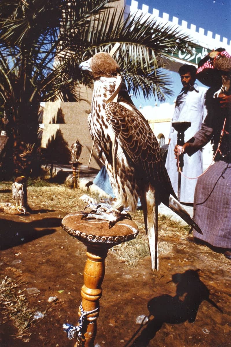 لقطة من سوق الصقور في الرياض قبل 45 عام