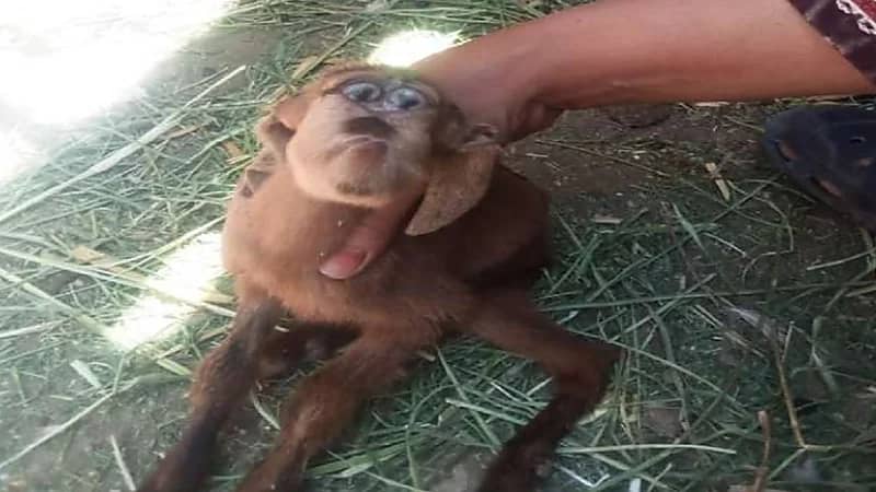 بالفيديو.. ولادة ماعز برأس قرد تثير الفزع بين الأهالي