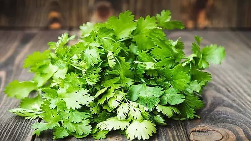 فوائد صحية لتناول الكزبرة الخضراء