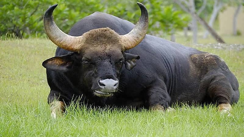 بالفيديو.. لحظة هجوم ثور ضخم على عائلة