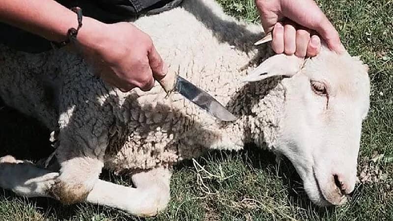 بالفيديو.. حكم تخصيص أضحية مستقلة للأب المتوفي