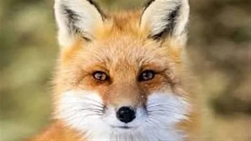 ثعلب يقتحم منزل عائلة بريطانية بشكل صادم