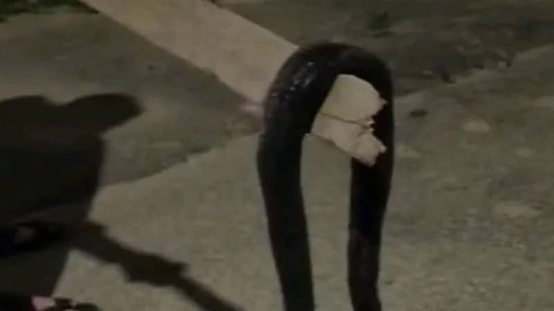 ثعبان ضخم يباغت منزل مواطن  بعرعر "فيديو"