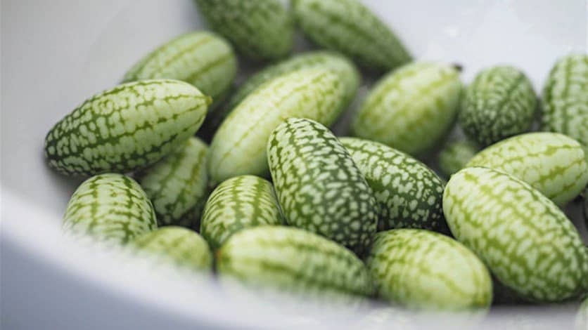 بالصور: بطيخ بحجم حبّة العنب!