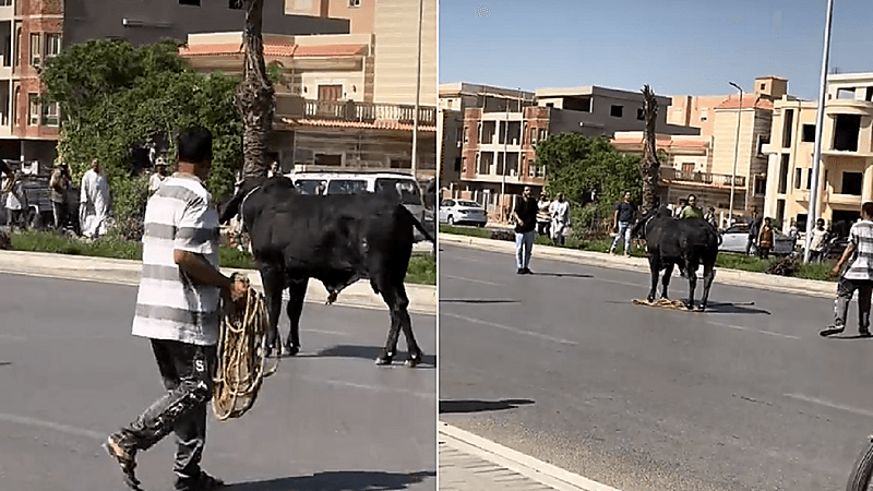 سخرية رواد مواقع التواصل من هروب عجل بمصر .. فيديو