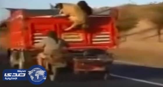 بالفيديو.. تاريخ حرس الحدود في حماية المملكة قبل 100 عام