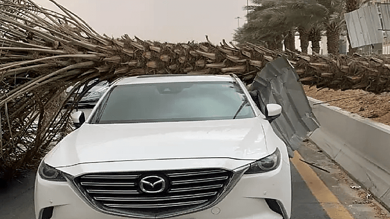 عاصفة ترابية تُسقط نخلة فوق سيارة مواطن بالرياض