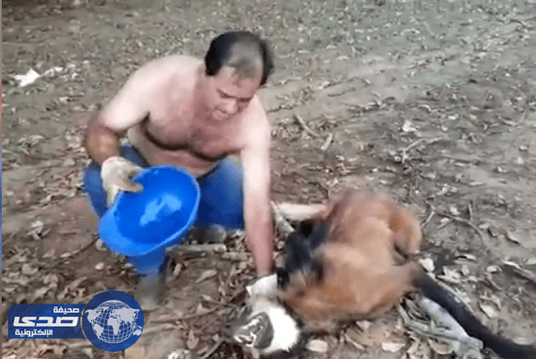 بالفيديو..هرباً من حرارة الجو ذئب بري يقتحم شاحنة