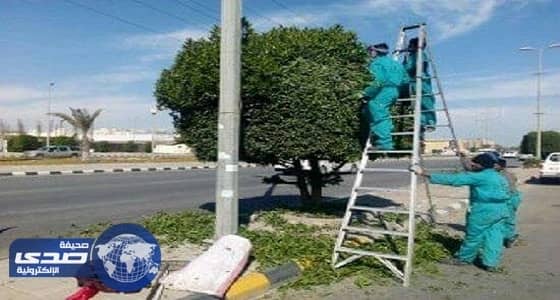 دعوة وزير البيئة للمشاركة في التشجير تثير غضب النشطاء .. وهذه أسبابهم