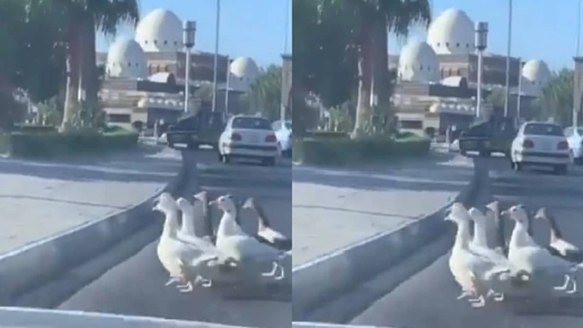 بالفيديو.. مجموعات بط تعبر طريق عام في المدينة المنورة