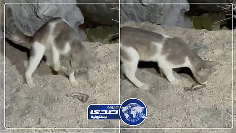 بالفيديو.. القطط تحل مشاكل أهالي أضم مع الحية أم جنيب