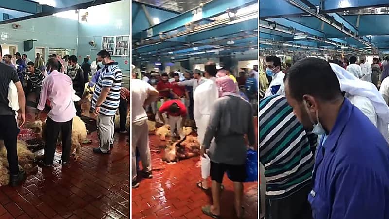 بالفيديو .. فوضى في أحد مسالخ الكويت ومواطن يتسأل :"أين الجهات المعنية"