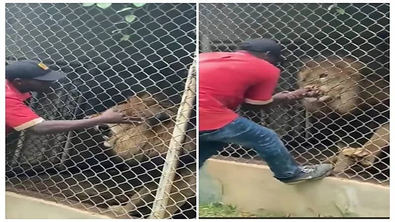 شاهد.. لحظة قضم أسد إصبع عامل بحديقة حيوانات