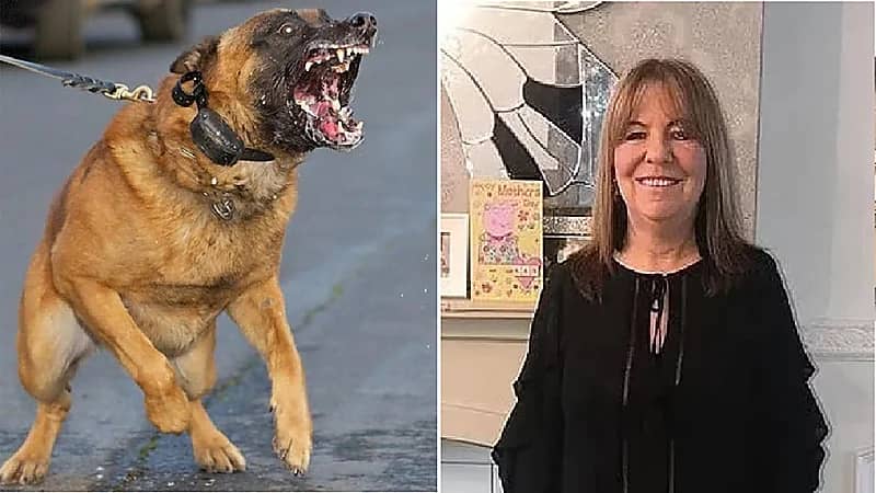 كلاب تفاجئ مسنة أمام منزلها وتنهش جسدها حتى الموت