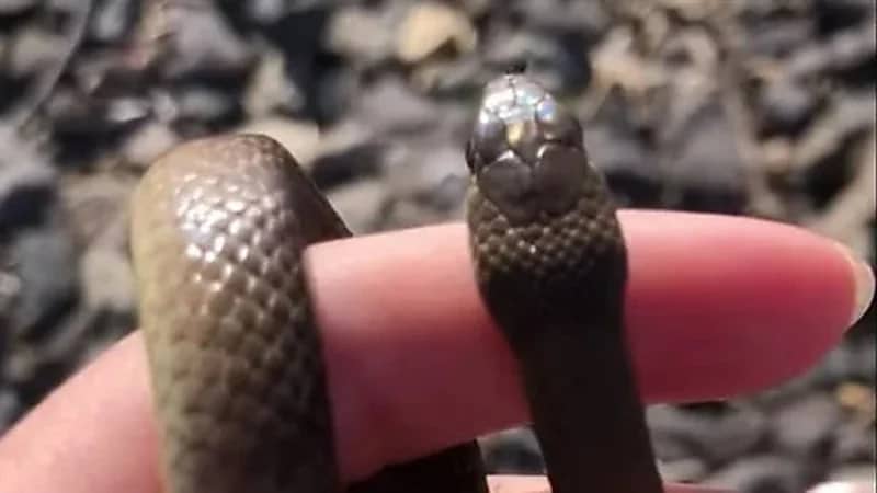 طفلة تحمل ثعبان بين يديها بعفوية وتثير الرعب