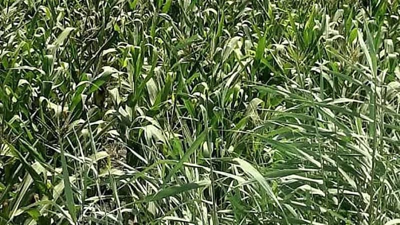 ريف السعودية يوضح حقيقة تأثير انخفاض درجات الحرارة على المحاصيل الزراعية