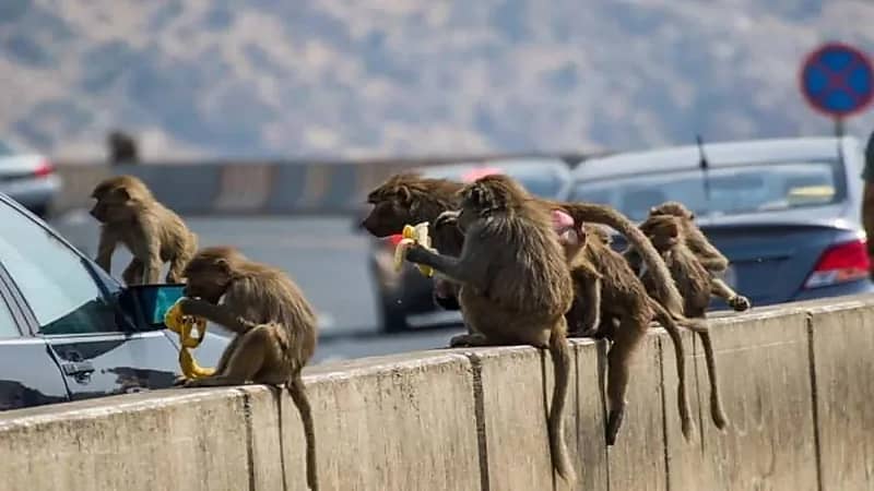 " الحياة الفطرية: مرحلة المعالجة لمشكلة قرود البابون ستبدأ العام الحالي