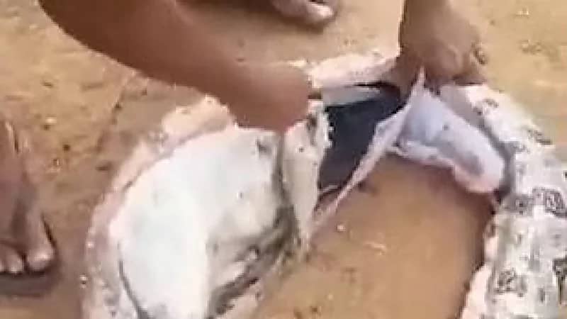 بالصور.. العثور على خروف داخل بطن ثعبان