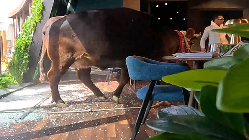 بالفيديو .. العجل يهاجم محمد رمضان في "رامز نيڤر إند"