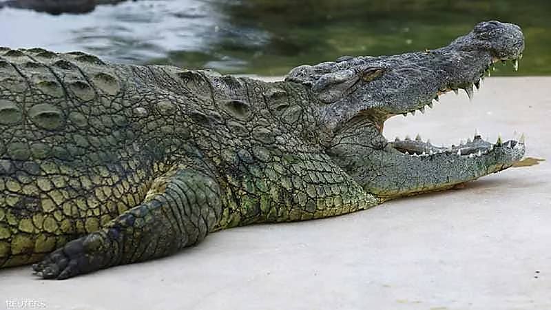 غواص ينجو بأعجوبة من فكي تمساح