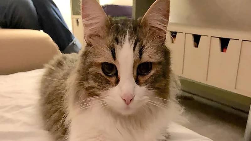 قطة تؤخر انطلاق قطار فائق السرعة لساعة كاملة