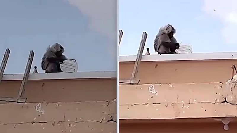 قرد يهاجم رجلا ويسرق منه مشترياته .. فيديو