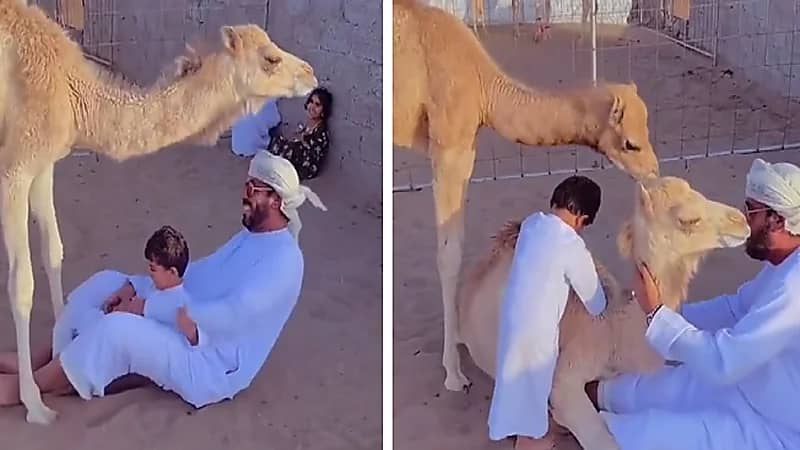 حوار يغار من ابن مربيه.. فيديو