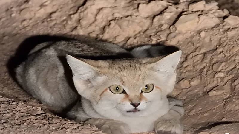 لأول مرة رصد القط الرملي في محمية الوعول .. صورة