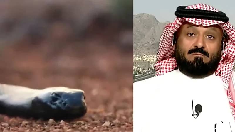 الشمري : اكتشاف نوعًا جديدًا من الثعابين الغير سامة على مستوى العالم بالمدينة  .. فيديو