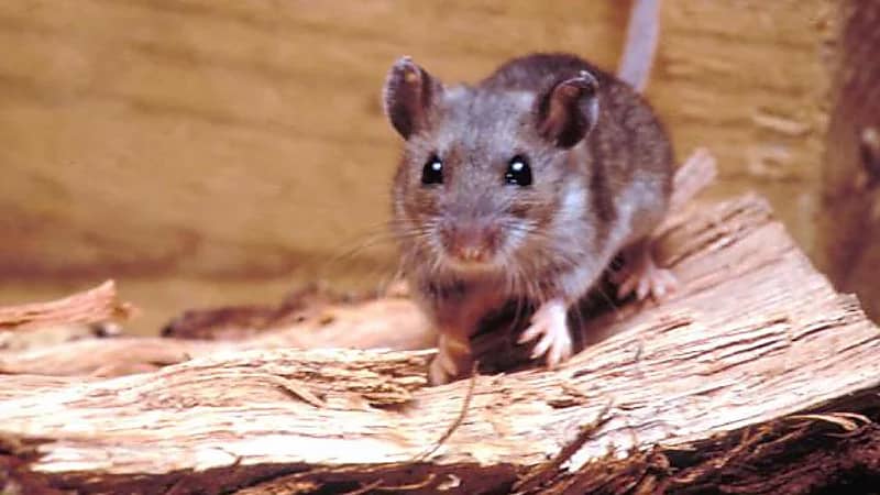 محاكمة ثلاثة طلاب بتهمة أكل فأر حي