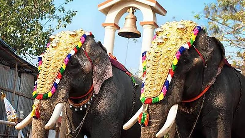 هجوم فيلين على معبد في كيرالا يودي بحياة 3 أشخاص ويصيب العشرات   ..  فيديو