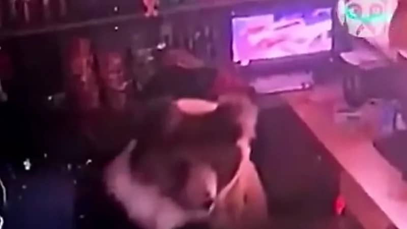 دب يقتحم فندقًا في الصين فجرًا بحثًا عن الطعام.. فيديو