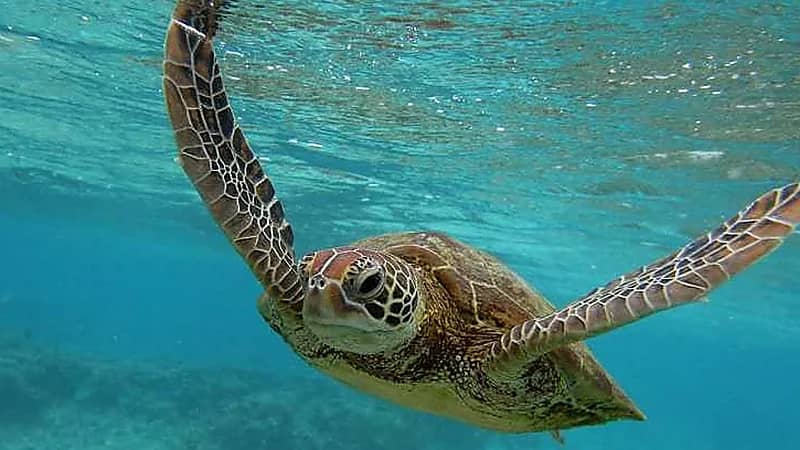 مختص : اختلال توازن السلاحف البحرية يهدد الشعاب المرجانية والتنوع البيولوجي .. فيديو