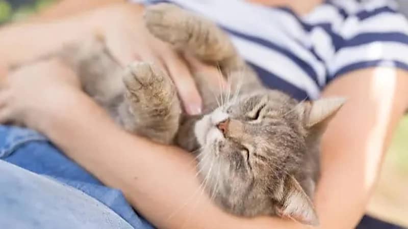 طفيلي بفضلات القطط يؤثر على وظائف المخ